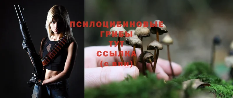 Галлюциногенные грибы MAGIC MUSHROOMS Светогорск